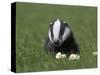 Badger Cub (Meles Meles), Captive, United Kingdom, Europe-Ann & Steve Toon-Stretched Canvas