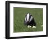 Badger Cub (Meles Meles), Captive, United Kingdom, Europe-Ann & Steve Toon-Framed Photographic Print