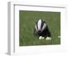 Badger Cub (Meles Meles), Captive, United Kingdom, Europe-Ann & Steve Toon-Framed Photographic Print