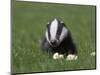 Badger Cub (Meles Meles), Captive, United Kingdom, Europe-Ann & Steve Toon-Mounted Photographic Print