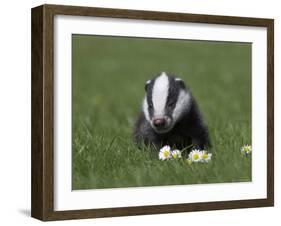 Badger Cub (Meles Meles), Captive, United Kingdom, Europe-Ann & Steve Toon-Framed Photographic Print