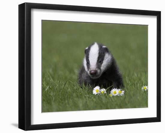 Badger Cub (Meles Meles), Captive, United Kingdom, Europe-Ann & Steve Toon-Framed Photographic Print