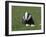 Badger Cub (Meles Meles), Captive, United Kingdom, Europe-Ann & Steve Toon-Framed Photographic Print