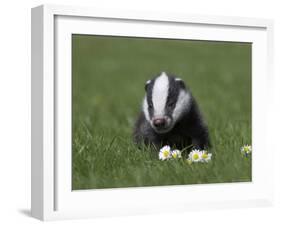 Badger Cub (Meles Meles), Captive, United Kingdom, Europe-Ann & Steve Toon-Framed Photographic Print