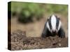 Badger Cub, Meles Meles, Captive, United Kingdom-Steve & Ann Toon-Stretched Canvas