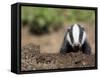 Badger Cub, Meles Meles, Captive, United Kingdom-Steve & Ann Toon-Framed Stretched Canvas