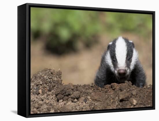 Badger Cub, Meles Meles, Captive, United Kingdom-Steve & Ann Toon-Framed Stretched Canvas