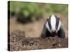 Badger Cub, Meles Meles, Captive, United Kingdom-Steve & Ann Toon-Stretched Canvas