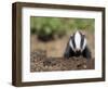 Badger Cub, Meles Meles, Captive, United Kingdom-Steve & Ann Toon-Framed Photographic Print