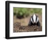 Badger Cub, Meles Meles, Captive, United Kingdom-Steve & Ann Toon-Framed Photographic Print