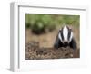 Badger Cub, Meles Meles, Captive, United Kingdom-Steve & Ann Toon-Framed Photographic Print