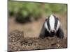 Badger Cub, Meles Meles, Captive, United Kingdom-Steve & Ann Toon-Mounted Photographic Print