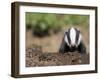 Badger Cub, Meles Meles, Captive, United Kingdom-Steve & Ann Toon-Framed Photographic Print