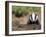 Badger Cub, Meles Meles, Captive, United Kingdom-Steve & Ann Toon-Framed Photographic Print