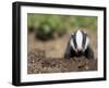 Badger Cub, Meles Meles, Captive, United Kingdom-Steve & Ann Toon-Framed Photographic Print