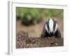 Badger Cub, Meles Meles, Captive, United Kingdom-Steve & Ann Toon-Framed Photographic Print