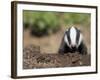 Badger Cub, Meles Meles, Captive, United Kingdom-Steve & Ann Toon-Framed Photographic Print