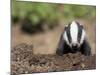 Badger Cub, Meles Meles, Captive, United Kingdom-Steve & Ann Toon-Mounted Photographic Print