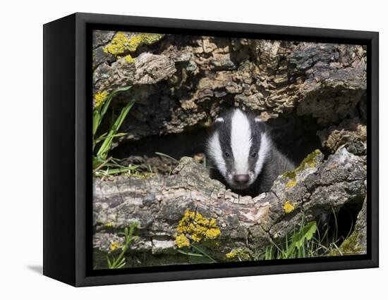 Badger Cub, Meles Meles, Captive, United Kingdom-Steve & Ann Toon-Framed Stretched Canvas