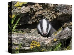 Badger Cub, Meles Meles, Captive, United Kingdom-Steve & Ann Toon-Stretched Canvas