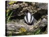 Badger Cub, Meles Meles, Captive, United Kingdom-Steve & Ann Toon-Stretched Canvas