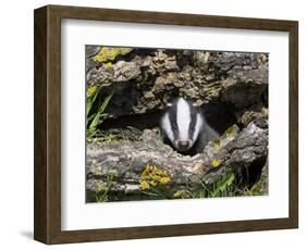 Badger Cub, Meles Meles, Captive, United Kingdom-Steve & Ann Toon-Framed Photographic Print