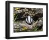 Badger Cub, Meles Meles, Captive, United Kingdom-Steve & Ann Toon-Framed Photographic Print