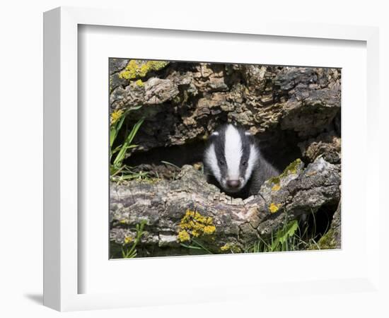 Badger Cub, Meles Meles, Captive, United Kingdom-Steve & Ann Toon-Framed Photographic Print