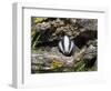 Badger Cub, Meles Meles, Captive, United Kingdom-Steve & Ann Toon-Framed Photographic Print