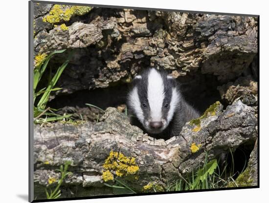 Badger Cub, Meles Meles, Captive, United Kingdom-Steve & Ann Toon-Mounted Photographic Print