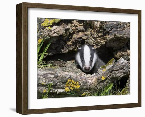 Badger Cub, Meles Meles, Captive, United Kingdom-Steve & Ann Toon-Framed Photographic Print