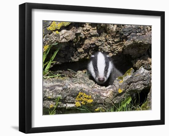 Badger Cub, Meles Meles, Captive, United Kingdom-Steve & Ann Toon-Framed Photographic Print