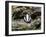 Badger Cub, Meles Meles, Captive, United Kingdom-Steve & Ann Toon-Framed Photographic Print