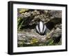 Badger Cub, Meles Meles, Captive, United Kingdom-Steve & Ann Toon-Framed Photographic Print