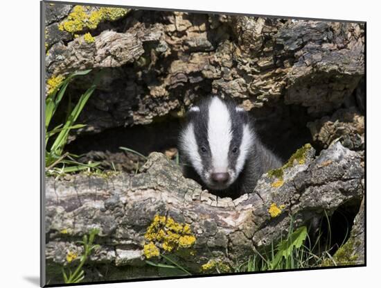 Badger Cub, Meles Meles, Captive, United Kingdom-Steve & Ann Toon-Mounted Photographic Print