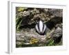 Badger Cub, Meles Meles, Captive, United Kingdom-Steve & Ann Toon-Framed Photographic Print