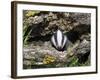 Badger Cub, Meles Meles, Captive, United Kingdom-Steve & Ann Toon-Framed Photographic Print