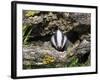 Badger Cub, Meles Meles, Captive, United Kingdom-Steve & Ann Toon-Framed Photographic Print