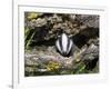 Badger Cub, Meles Meles, Captive, United Kingdom-Steve & Ann Toon-Framed Photographic Print