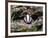 Badger Cub, Meles Meles, Captive, United Kingdom-Steve & Ann Toon-Framed Photographic Print