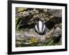 Badger Cub, Meles Meles, Captive, United Kingdom-Steve & Ann Toon-Framed Photographic Print