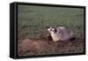 Badger Digging in Prairie Dog Hole-W. Perry Conway-Framed Stretched Canvas