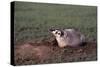 Badger Digging in Prairie Dog Hole-W. Perry Conway-Stretched Canvas