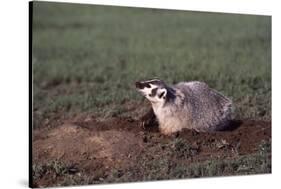 Badger Digging in Prairie Dog Hole-W. Perry Conway-Stretched Canvas