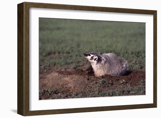 Badger Digging in Prairie Dog Hole-W. Perry Conway-Framed Photographic Print