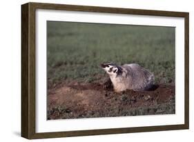 Badger Digging in Prairie Dog Hole-W. Perry Conway-Framed Photographic Print