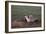 Badger Digging in Prairie Dog Hole-W. Perry Conway-Framed Photographic Print