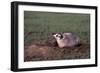 Badger Digging in Prairie Dog Hole-W. Perry Conway-Framed Photographic Print