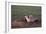 Badger Digging in Prairie Dog Hole-W. Perry Conway-Framed Photographic Print