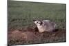 Badger Digging in Prairie Dog Hole-W. Perry Conway-Mounted Photographic Print